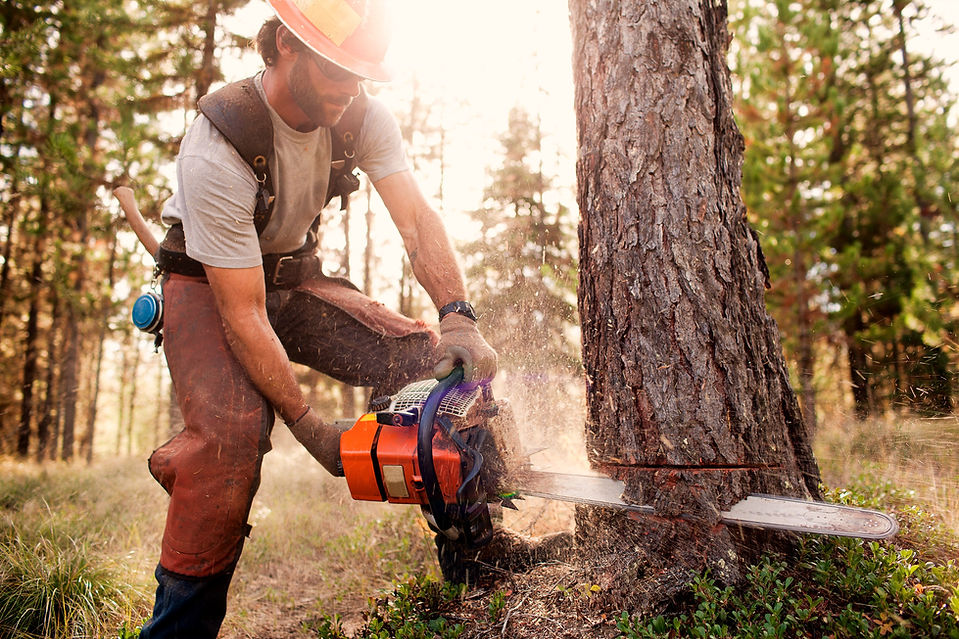 Lumberjack Cutting Down Trees_edited.jpg