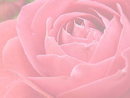 rose-7771_1920_edited.jpg