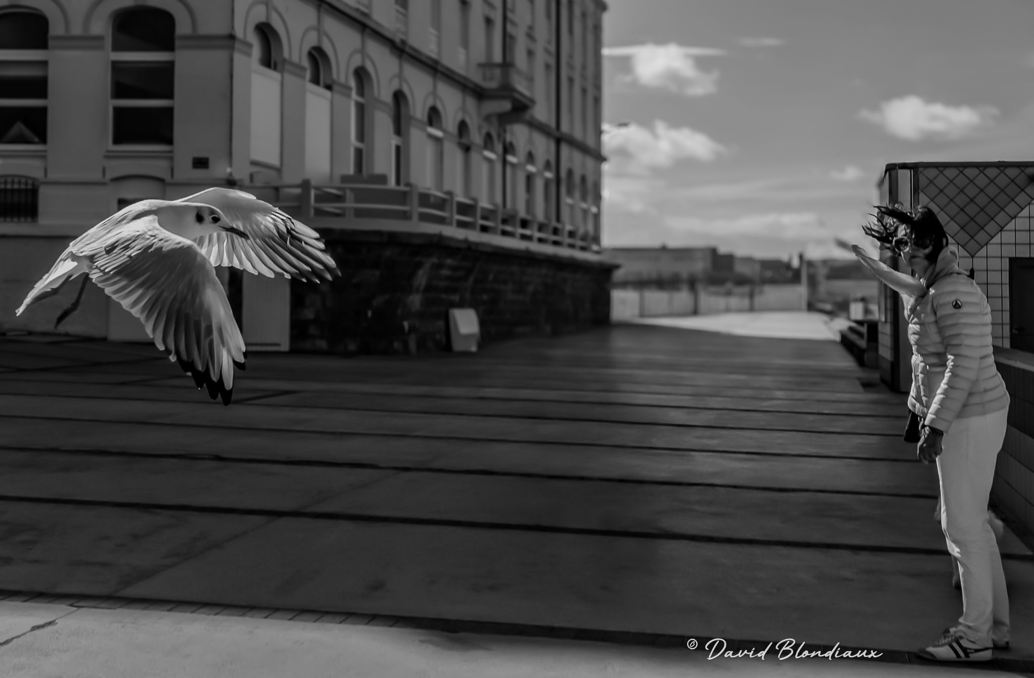 The Birds