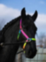 Tracey Alexander Friesian Experience Black Horses