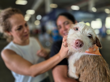 Sempa realiza mais uma edição da feira de adoção de cães e gatos neste sábado