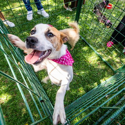 Combate à crueldade animal é tema de debate na Câmara de Vereadores