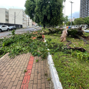 Após chuva forte, São Leopoldo normaliza trânsito e drenagem, mas ainda registra árvores caídas