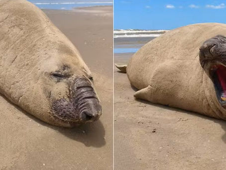 Elefante-marinho chama atenção ao descansar na Praia do Cassino