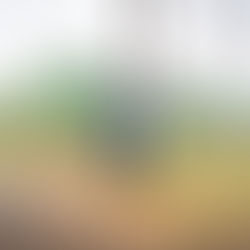 Prefeitura revitaliza entorno das escolas municipais com operação “Tema de Casa” em São Leopoldo