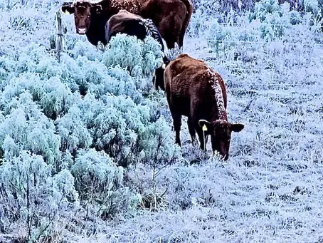 Frio de até -9°C cria paisagens congeladas e cobre animais de gelo na Serra Catarinense