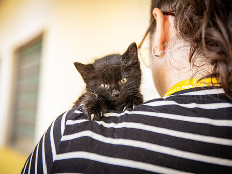 Secretaria de Saúde alerta sobre esporotricose após aumento de casos