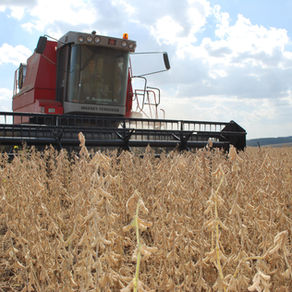 Conab confirma safra recorde de grãos no Brasil e redução da produção no RS