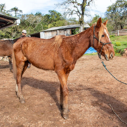 São Leopoldo promove campanha de adoção de cavalos na Expointer