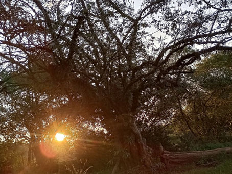 Calor fora de época: RS tem semana com máximas que podem chegar a 30°C