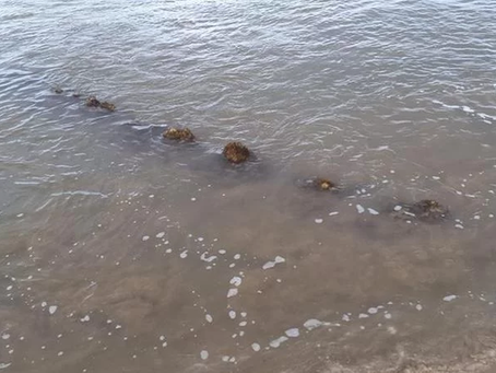 Mistério de navio encalhado intriga veranistas e moradores da Praia do Barco, em Capão da Canoa