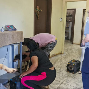 Castração gratuita de cães e gatos atende comunidade venezuelana no bairro São Geraldo