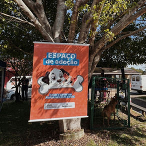 Sempa realiza evento de adoção de cães na Leroy Merlin neste sábado 