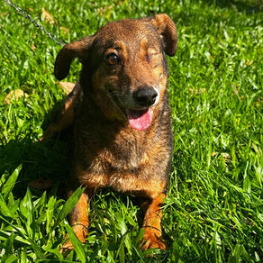 Pets com deficiência aguardam uma nova chance de encontrar um lar em São Leopoldo