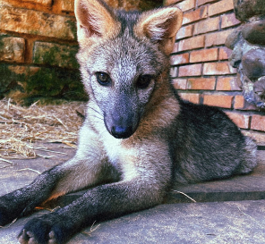 Foto: Zoo Sapucaia do Sul