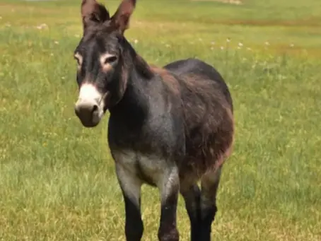Crise faz argentinos trocarem carne bovina por carne de burro e muda hábitos alimentares no país