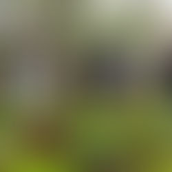 Projeto “Mãos à Horta” leva cultivo de alimentos saudáveis ao Lar São Francisco