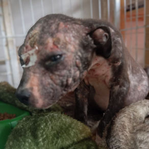 Tutora é presa por maus-tratos a filhote de Pitbull no bairro São Miguel