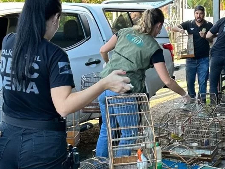 Polícia Civil apreende 49 pássaros ameaçados de extinção em Gravataí