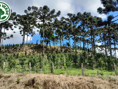 Na Semana Mundial do Meio Ambiente, Brasil cria três unidades de conservação