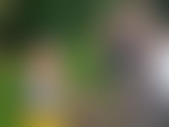 Semmam apreende seis aves silvestres durante ação no bairro Santo André