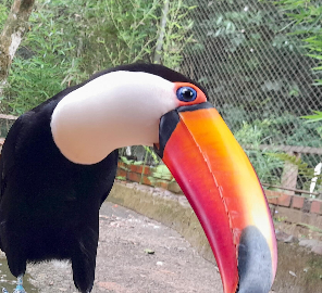 Foto: Zoo Sapucaia do Sul