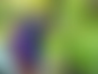 Programa de doação de mudas da Semmam distribui 3,7 mil plantas em 2025 em São Leopoldo