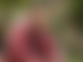 Nego Di e sócio são condenados a mais de 11 anos de prisão por estelionato