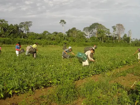 Produtores afetados por estiagem no RS podem renegociar crédito rural
