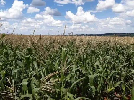 PIB do RS cai 0,3% no terceiro trimestre de 2024