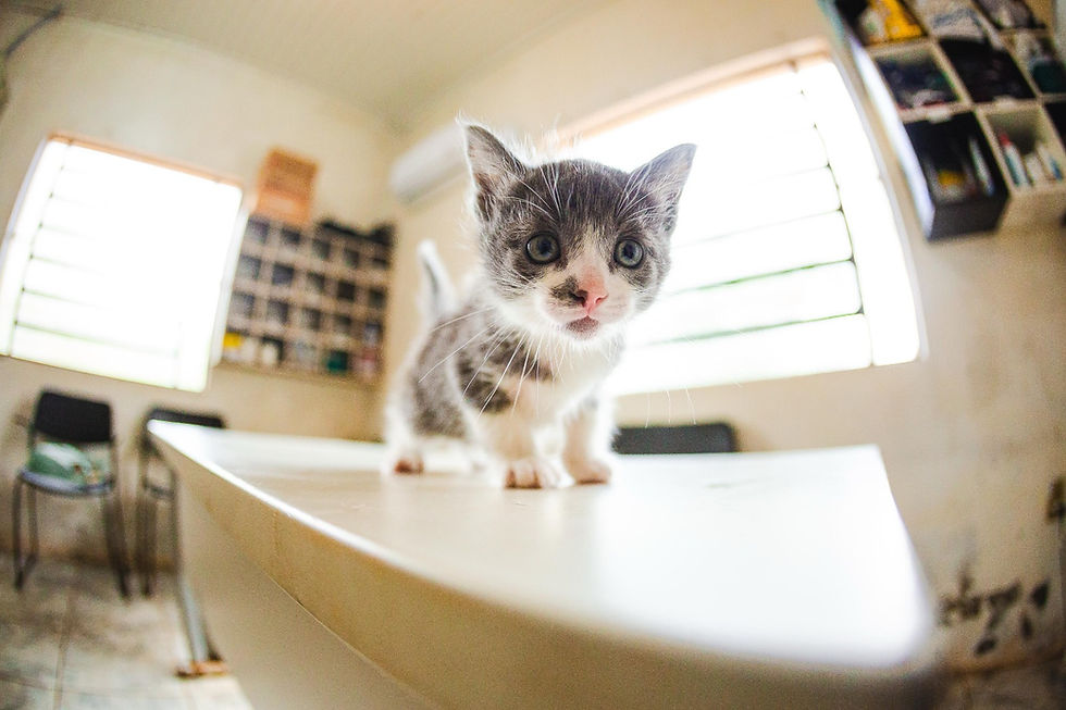 Foto: Pedro H. Tesch