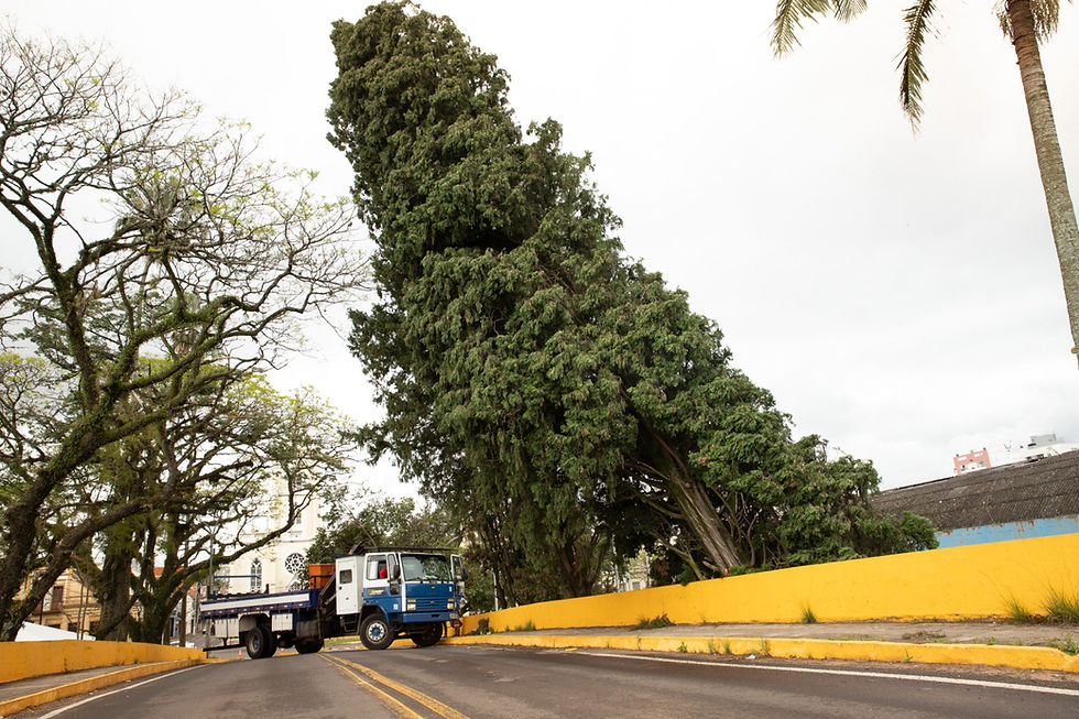 Risco de queda: dois pinheiros são removidos da Ponte 25 de Julho