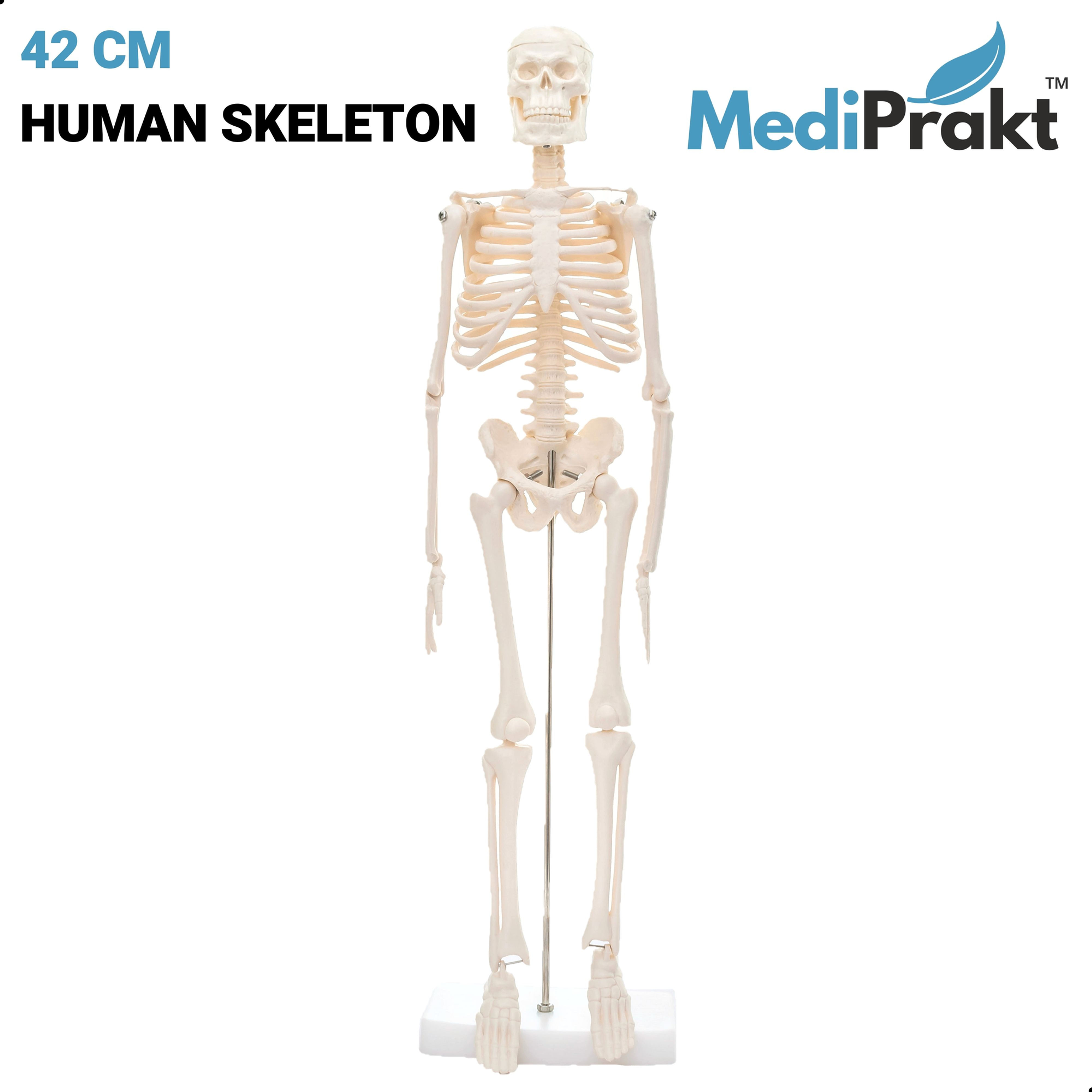 42 CM HUMAN SKELETON MODEL