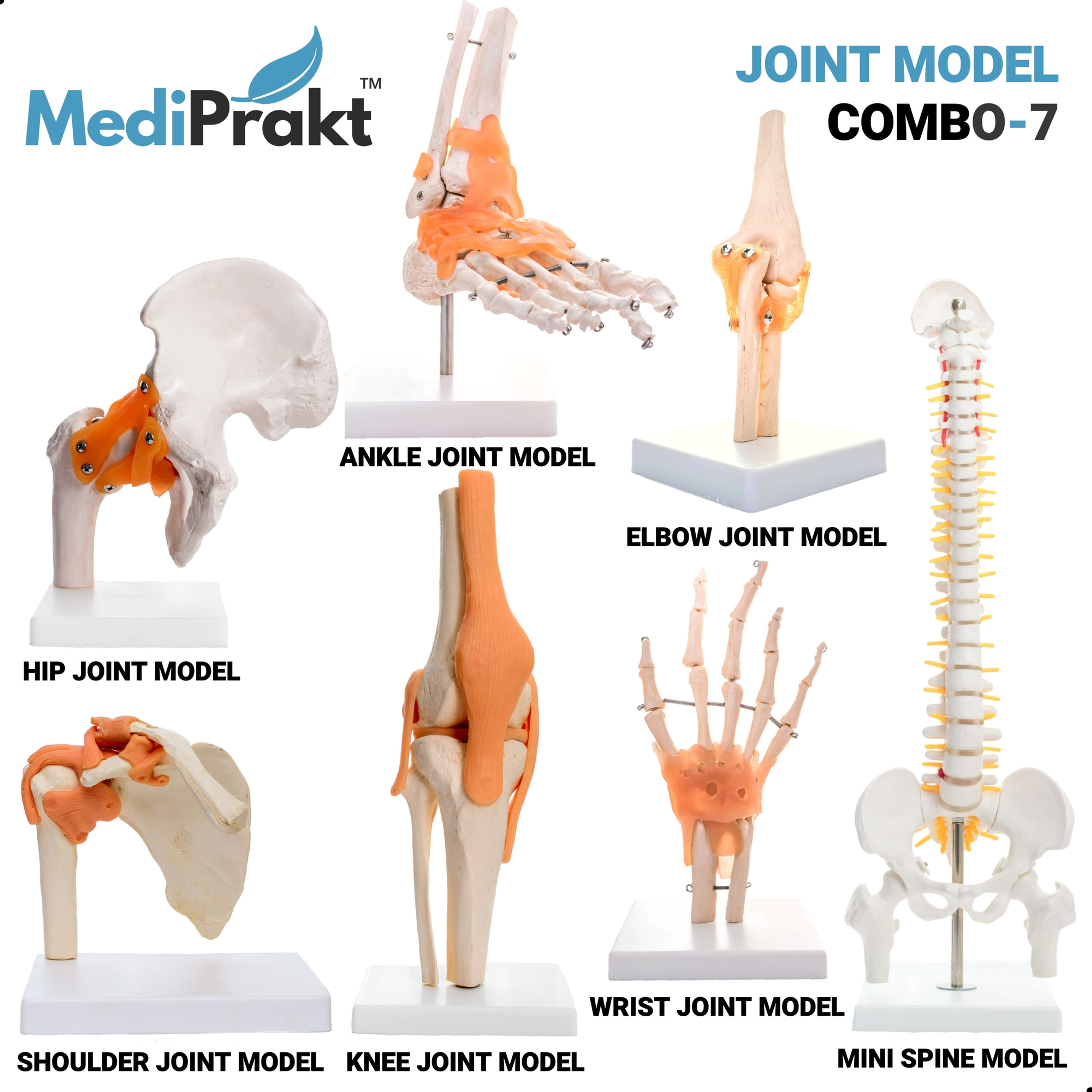 JOINT MODEL COMBO - 7 | ANKLE, ELBOW, WRIST, HIP, SHOULDER, KNEE & MINI SPINE