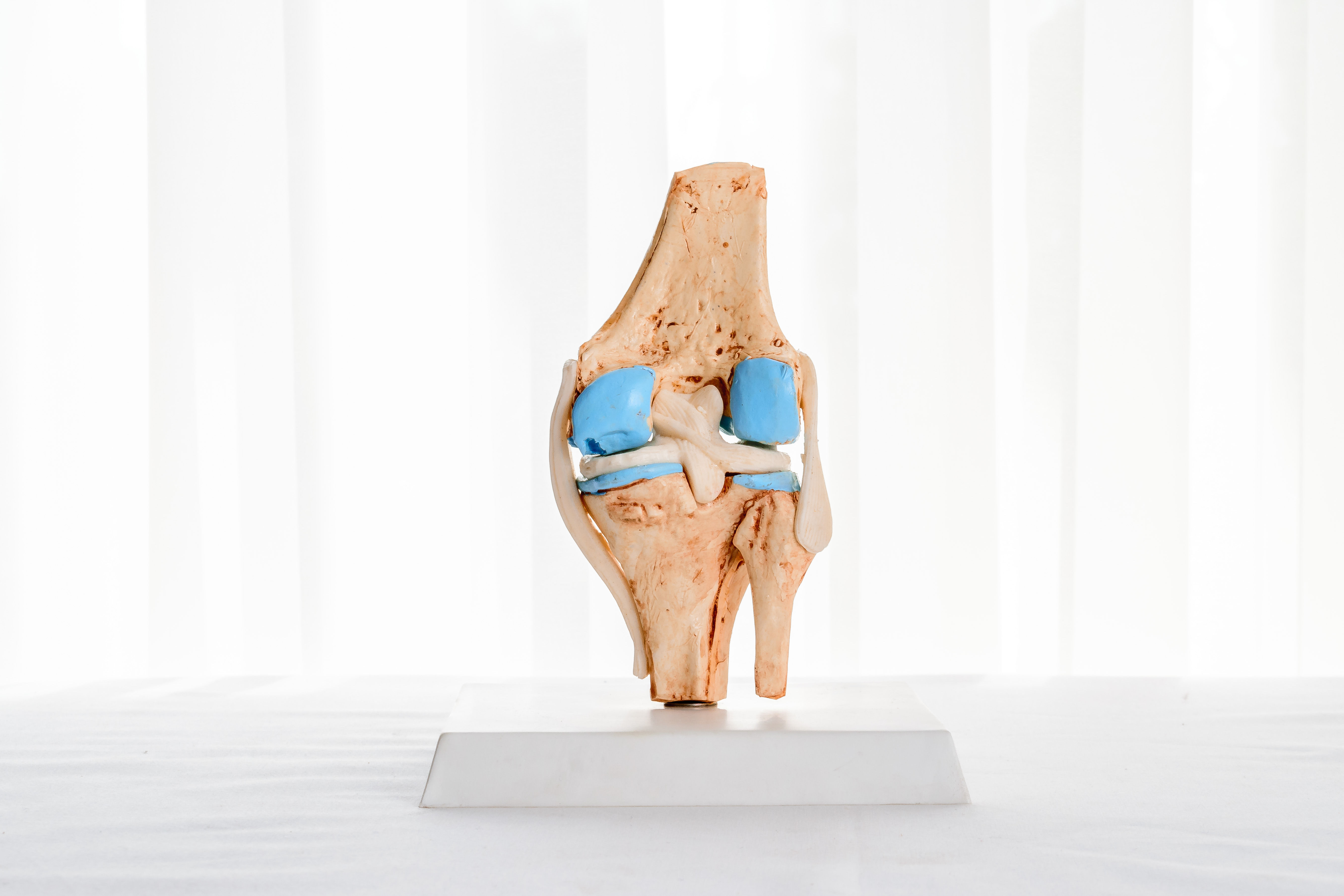 MINI Knee Joint Model