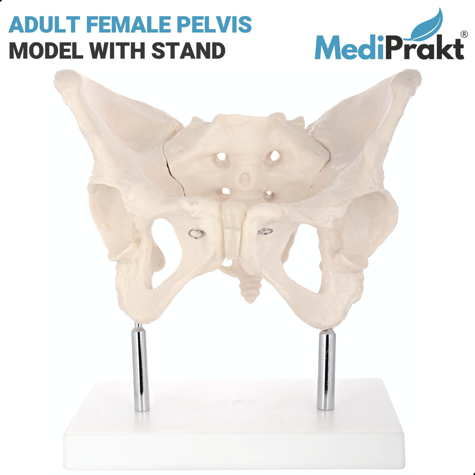 FEMALE PELVIS MODEL with STAND | LIFE SIZE | HUMAN PELVIS MODEL