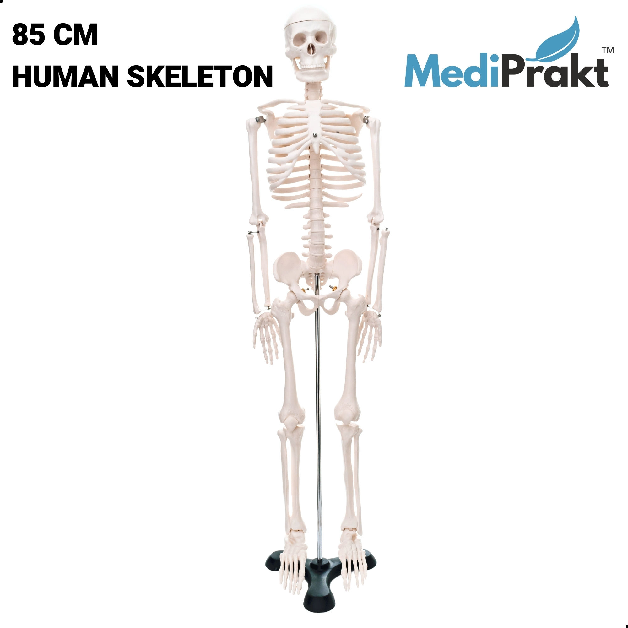 85 CM HUMAN SKELETON MODEL | ANATOMICALLY ACCURATE