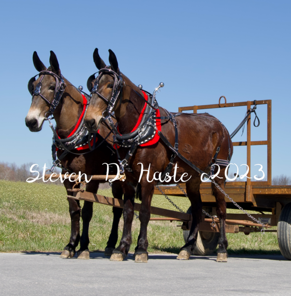 MULE TEAMS FOR SALE Haste Draft Horses and Mules Liberty, KY