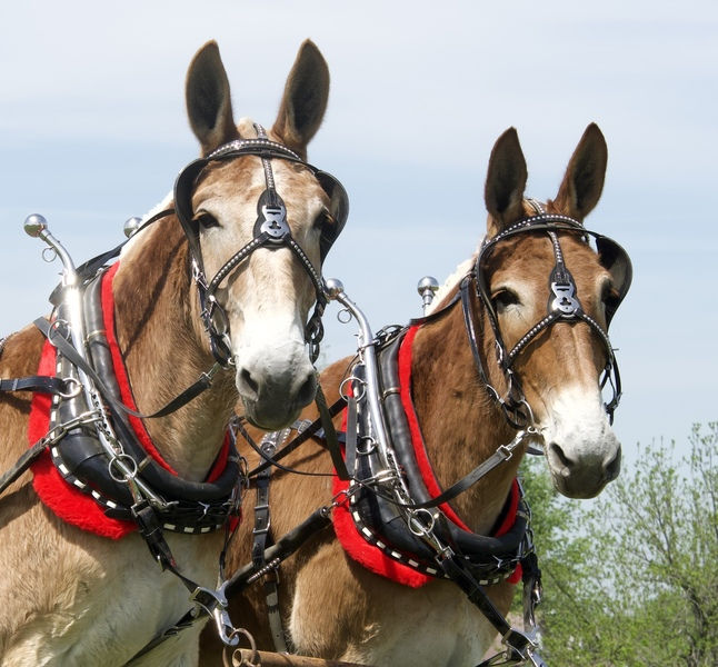 MULE TEAMS FOR SALE Haste Draft Horses and Mules Liberty, KY