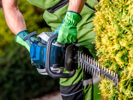 Jardinagem: Casa do Trabalhador de Jandira anuncia novas oportunidades ao segmento