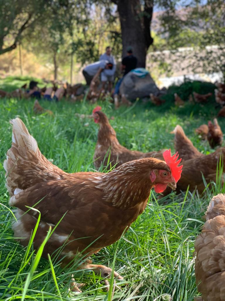 Beneficios de los huevos de gallinas libres