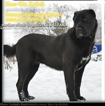 Sher Giz Kelleli01.jpeg