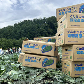 キャベツの収穫体験