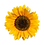 Copia de Ohsunflowers (6).png