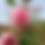 Thumbnail: Centifolia / Cabbage Rose