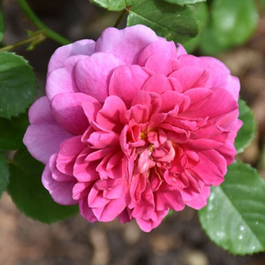 Antique (Old) Roses | Unique Roses