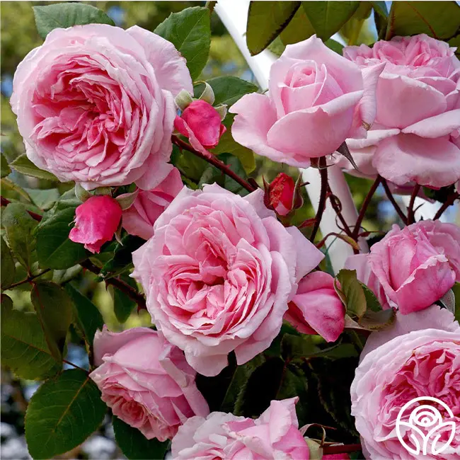 Thumbnail: Kiss me Kate Climber