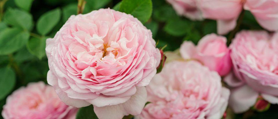 Thumbnail: Scentuous