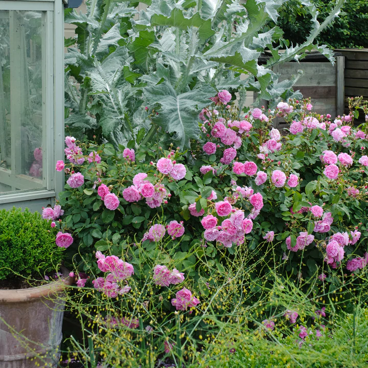 Thumbnail: HARLOW CARR®