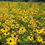 Thumbnail: Rudbeckia hirta (Black-eyed susan)